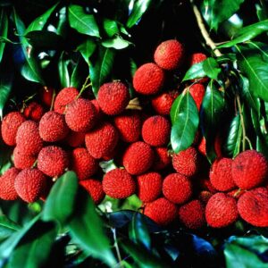 healthy lychees