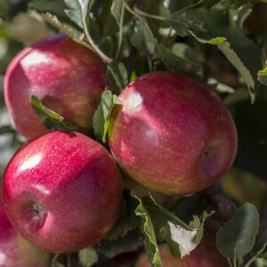 healthy apples