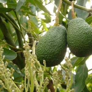 healthy avocados