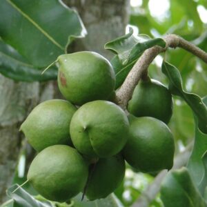 macadamia