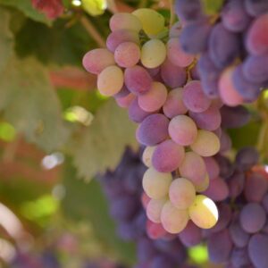 healthy grapes