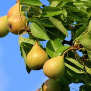 healthy pears