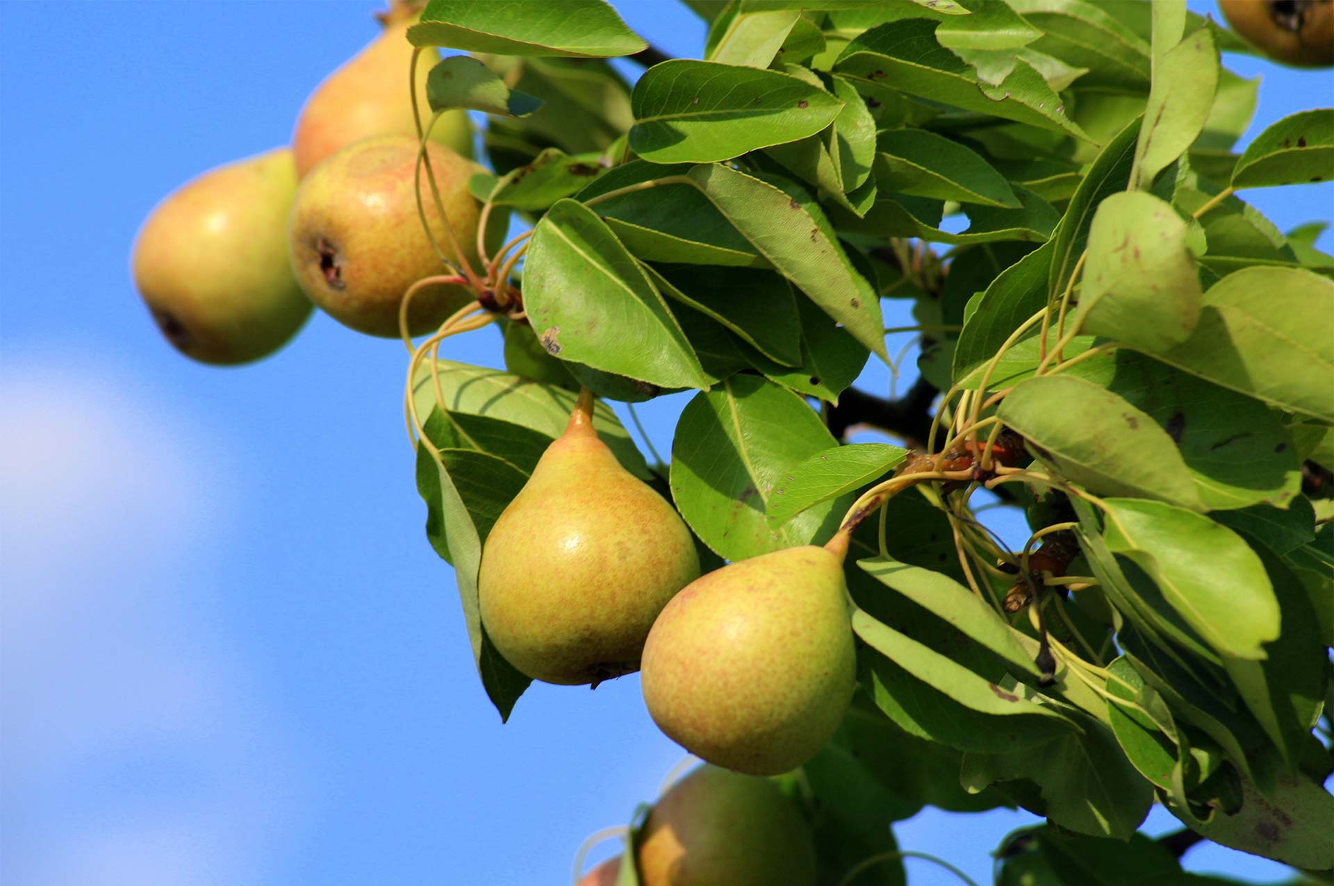 healthy pears healthy pears